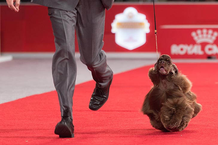 AKC National Championship 2017 Winner: Striker the American Cocker Spaniel